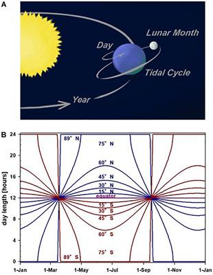 Endogenous Programs and Flexibility in Bird Migration